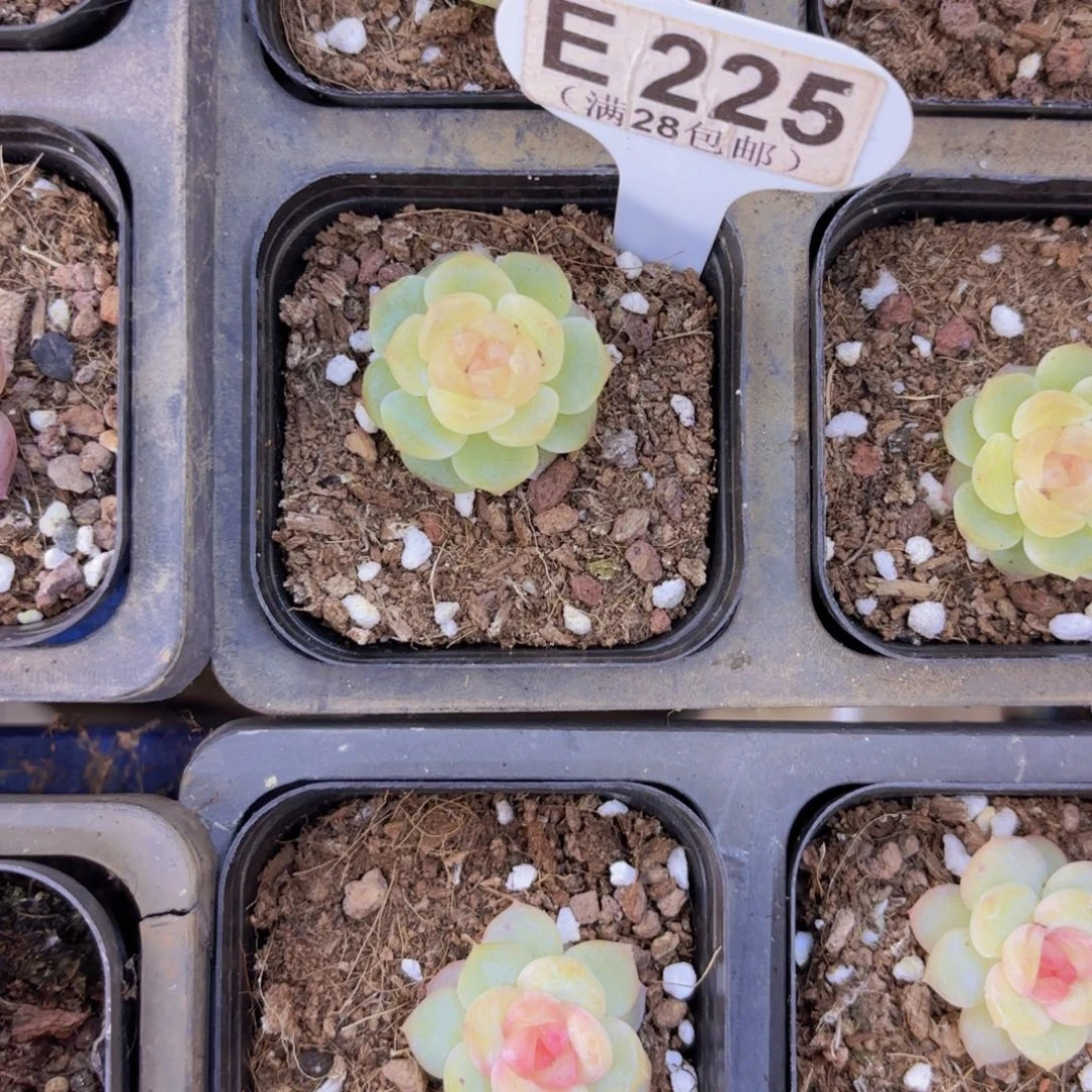 E225无尽灯一物一拍