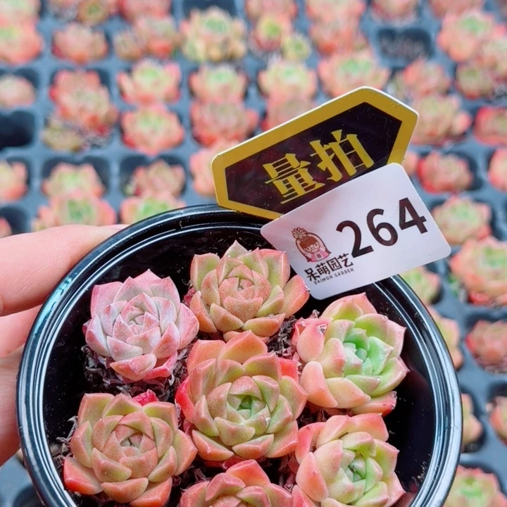 多肉植物多肉植物