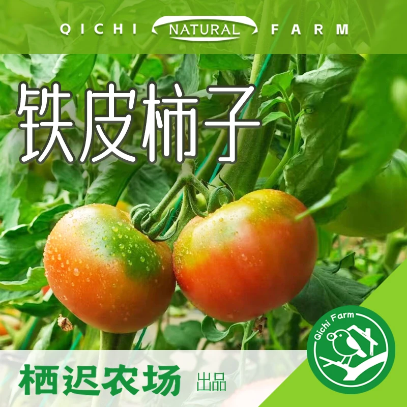 【顺丰包邮】铁皮柿子! 草莓番茄 口感柿子沈阳特产4斤装辽宁省