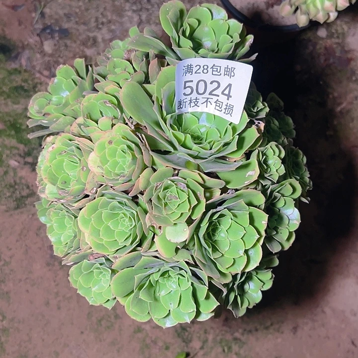 5024辛尼亚多肉植物