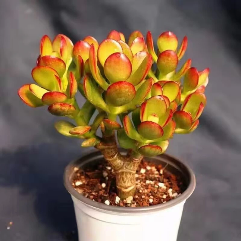 姬红花月红叶玉树老桩多肉植物办公室阳台盆栽多头群生花月绿植