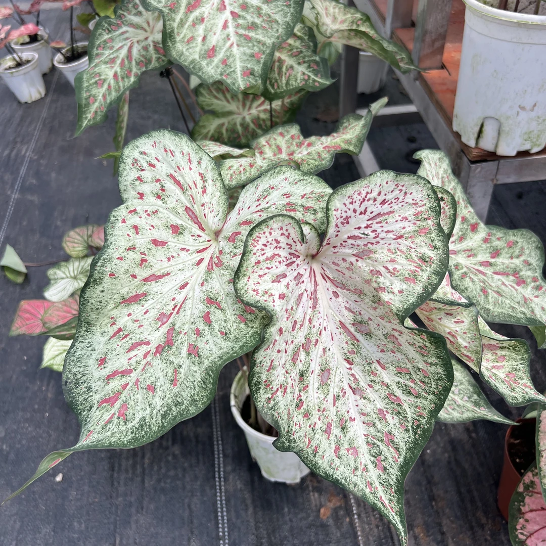 {彩叶芋} 泰彩树莓姜饼