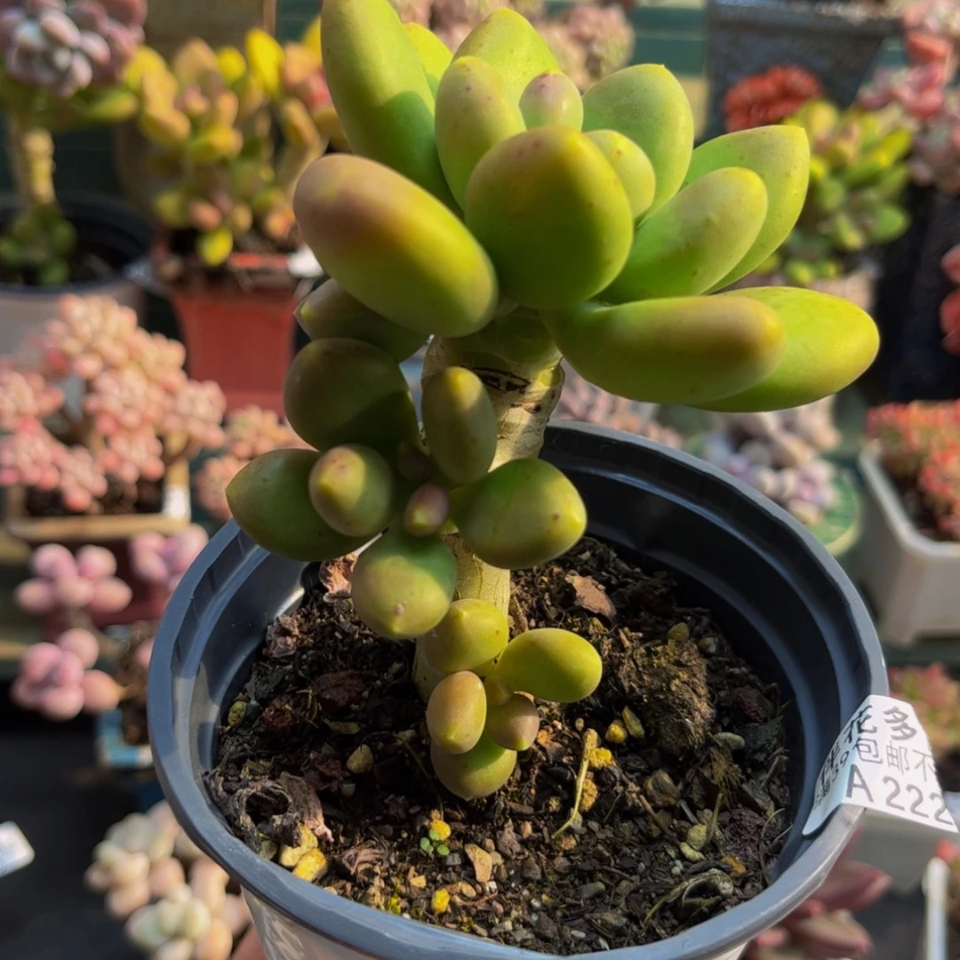 222芒果奶9cm多肉