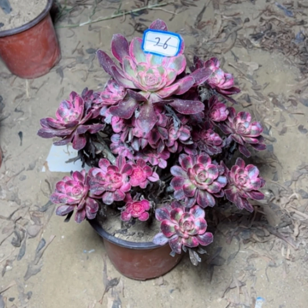 【闪购商品】?***过香奶26