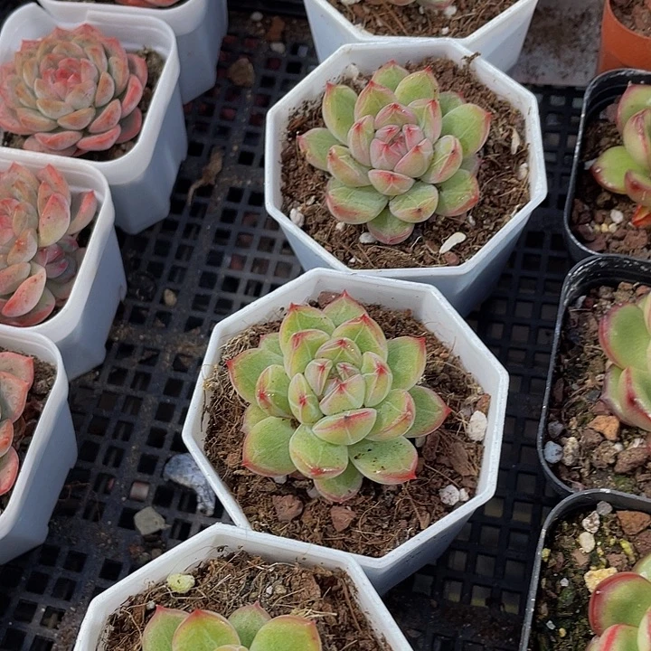 雪花珍妮带盆土发货