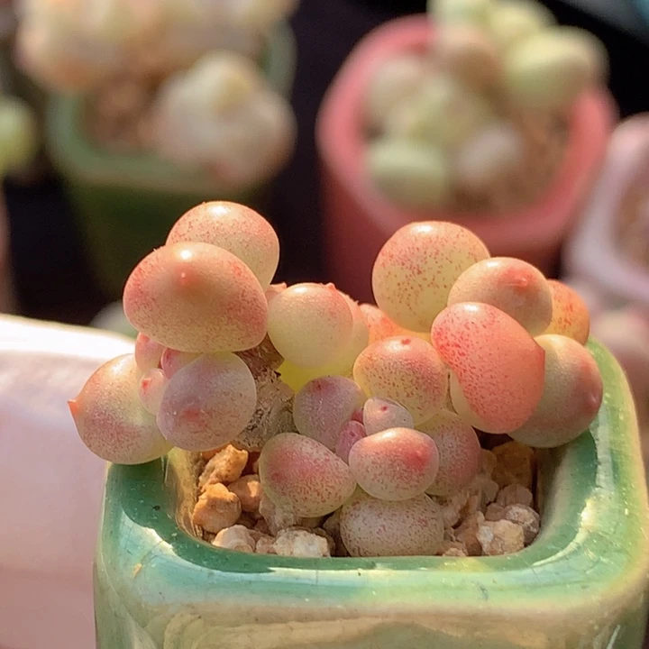 036 萤火虫 星辰 5 头 双树杈