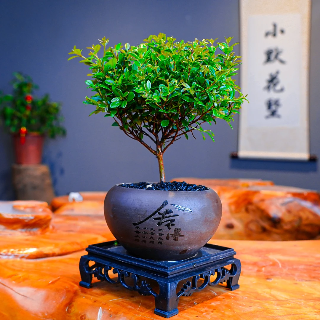 小叶赤楠盆景中式桌面盆栽室内绿植花卉微景观