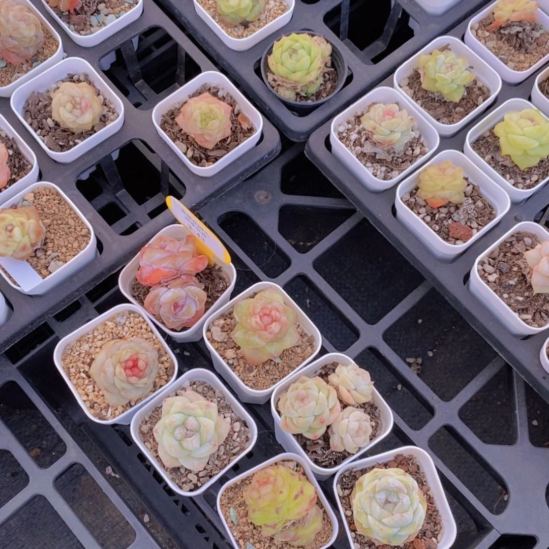 3-43-福利小白方美肉七个