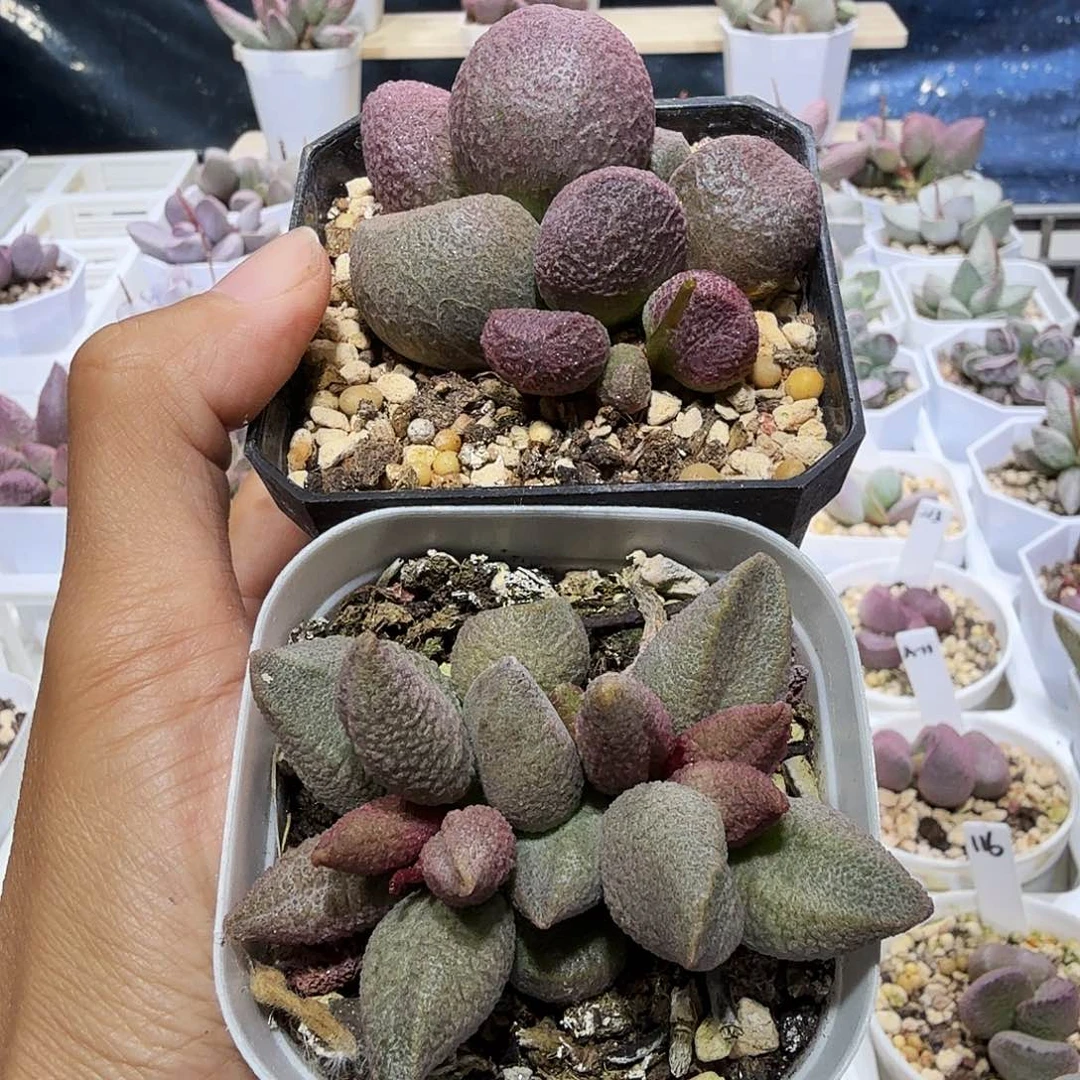 水泡多肉植物2颗