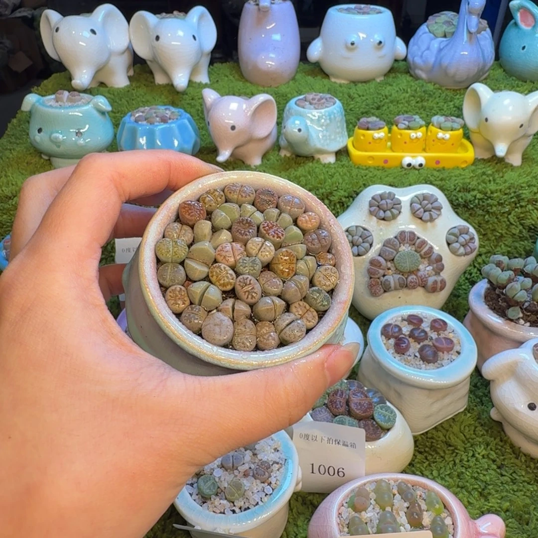 多肉植物福利冲冲1042