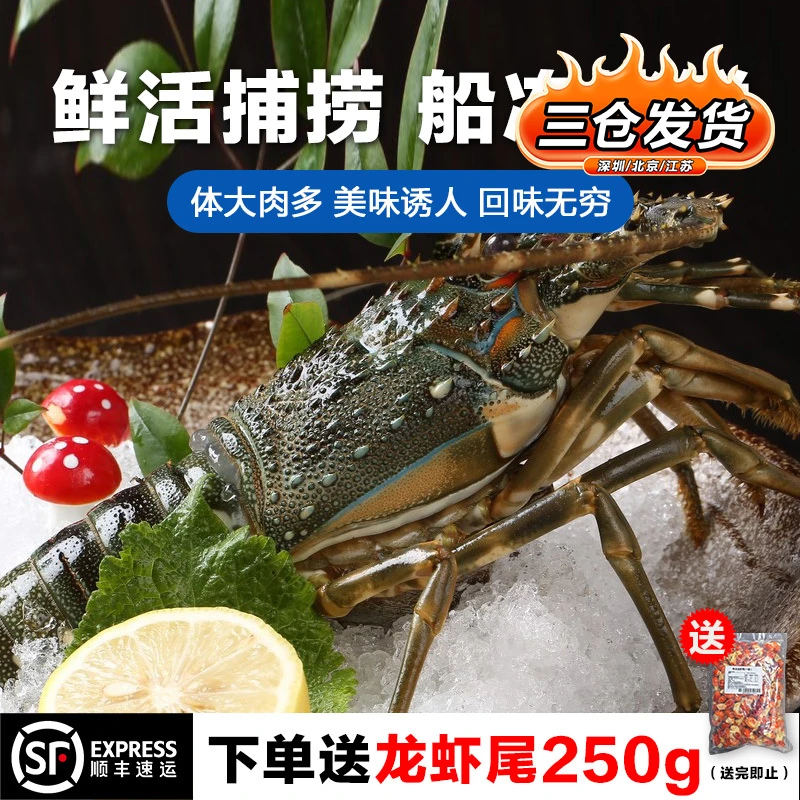 今嘉尝鲜价 活冻小青龙虾 冰鲜冷冻花龙虾 澳洲大花龙 速冷冻鲜美