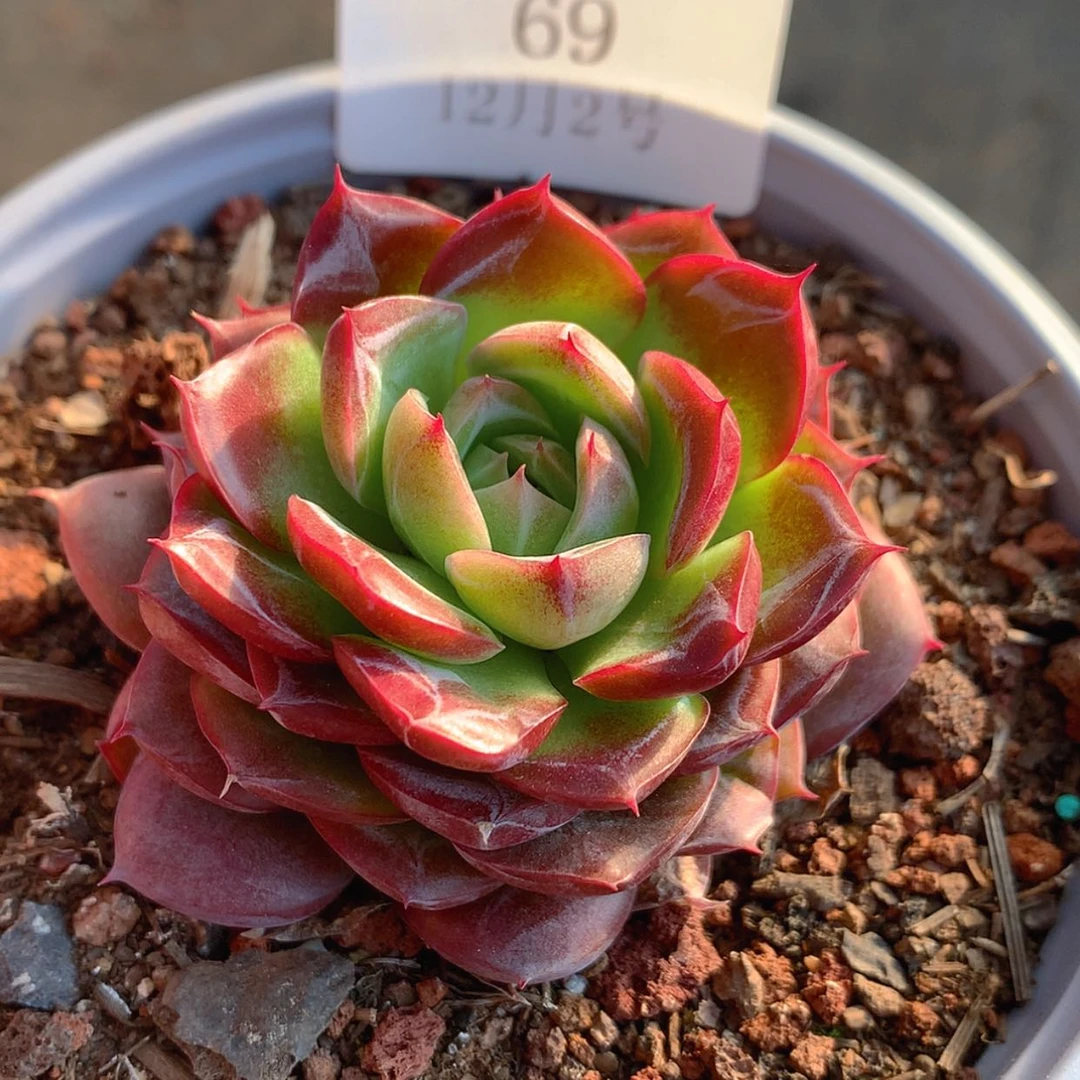 【闪购商品】云69号