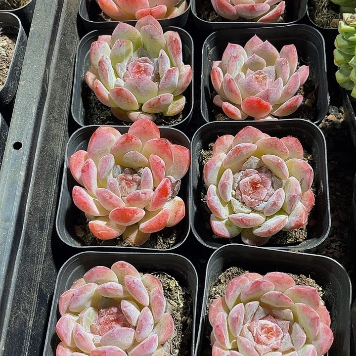 草莓心带盆土发过