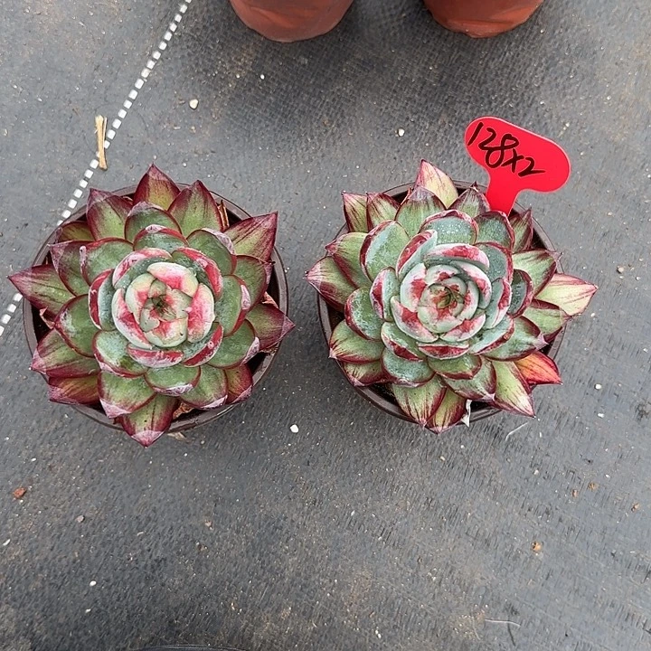 凌***云128啊好喜欢好喜欢好