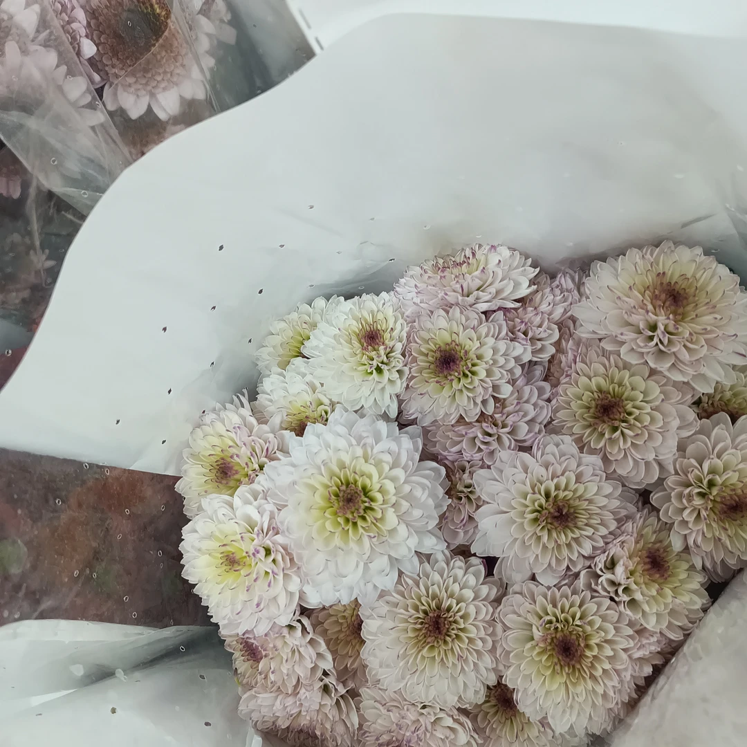 【纽扣雏菊一把】满25京东包邮到家