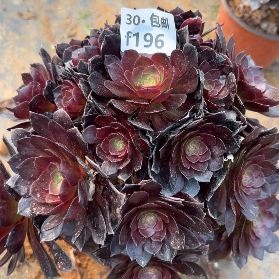 196赤艳连多肉法师