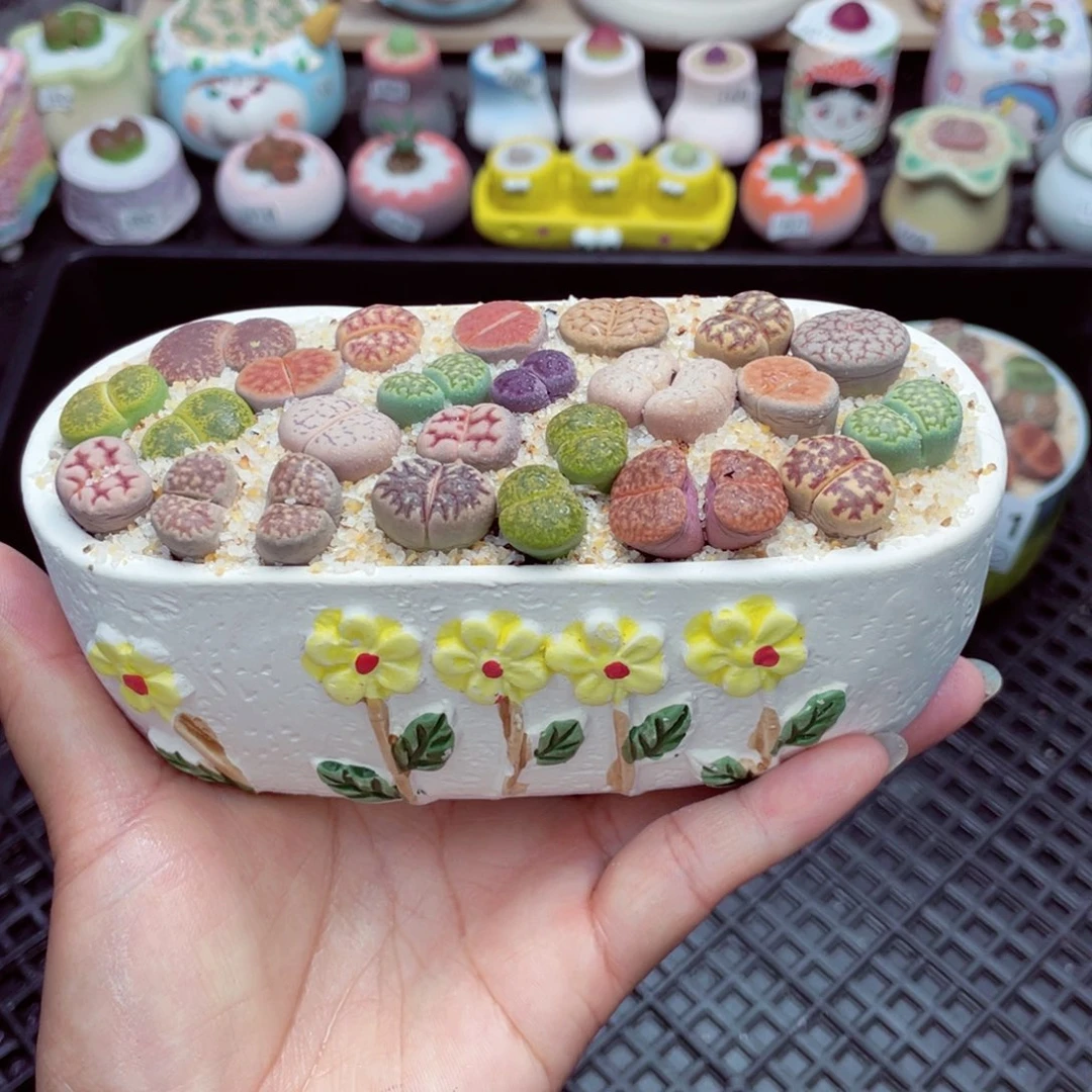 w6218 带盆土发货一物一拍