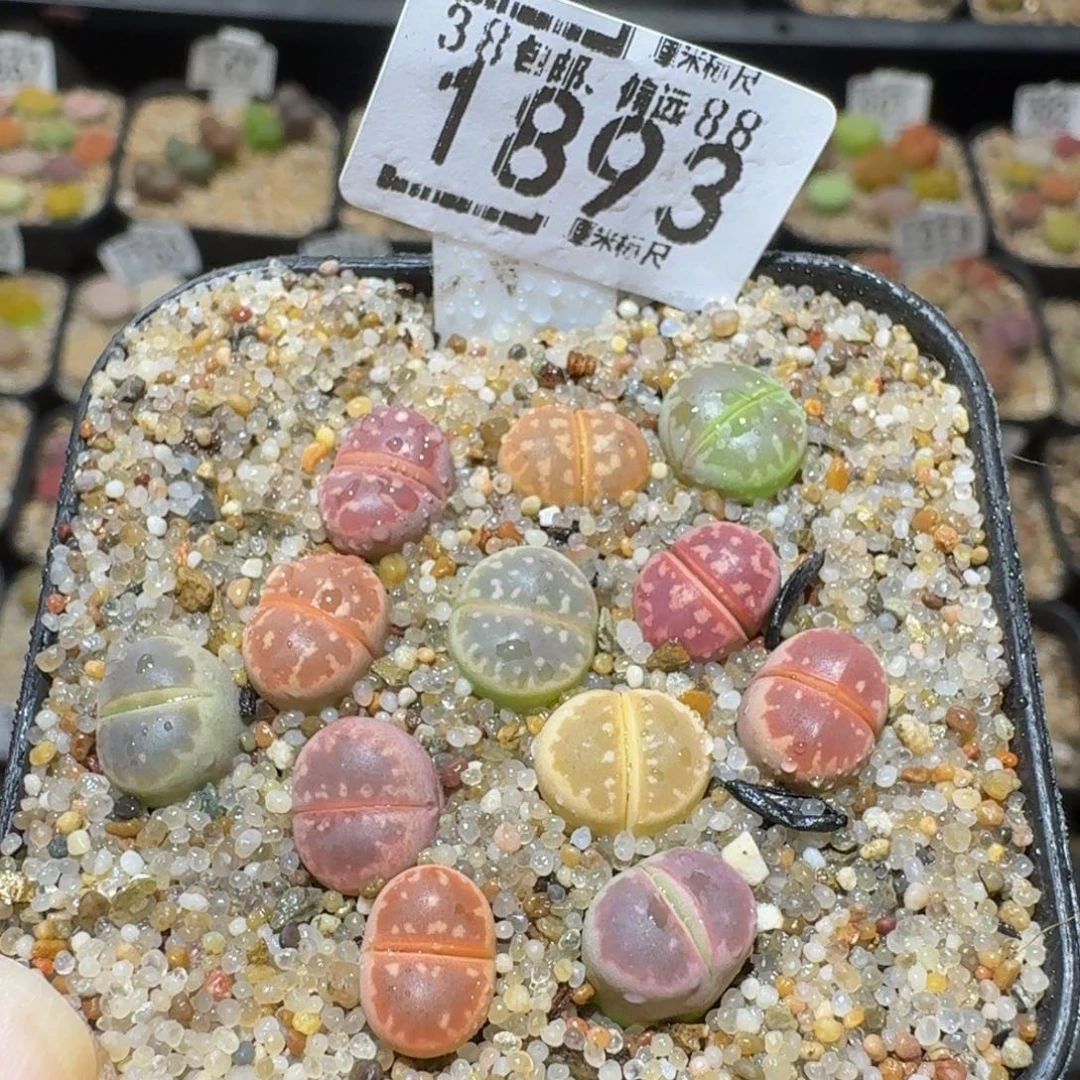 Ssss生石花肉锥1893