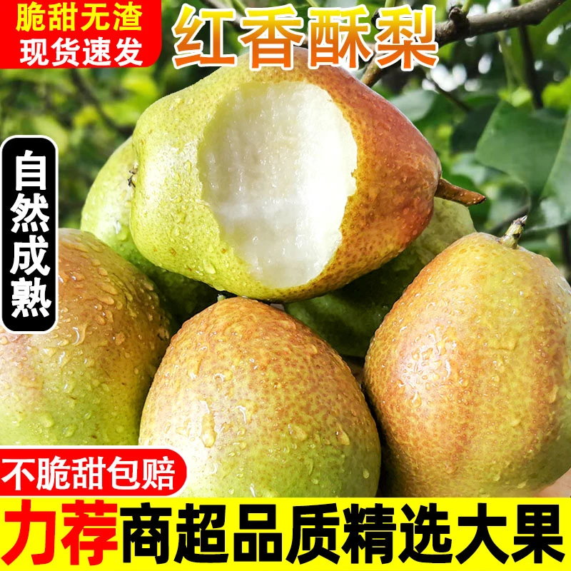 ①正宗红香酥梨梨子新鲜水果当季整箱批发3/5/9斤香梨皮薄香脆甜