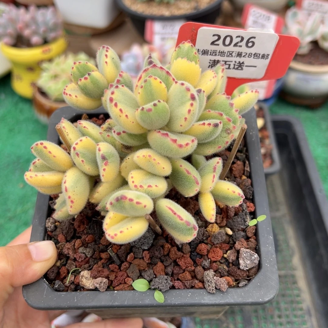 表妹精品多肉2026.