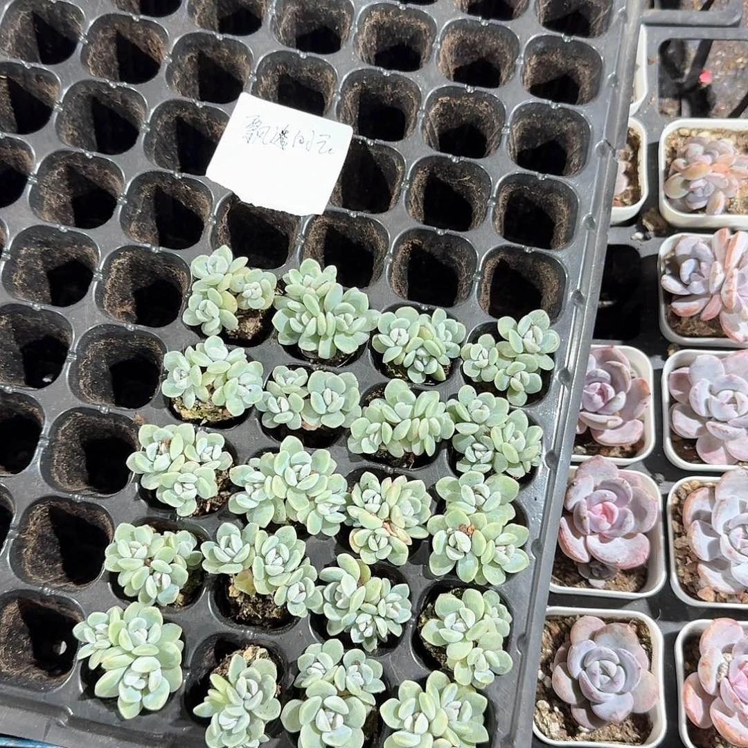 飘逸的云一物一拍
