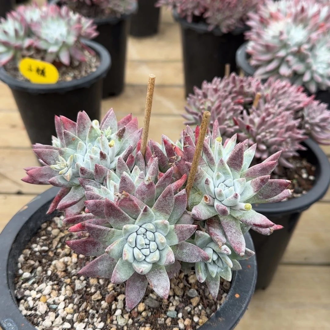 鱼**果20250203z多肉糖果