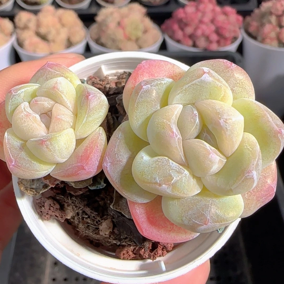 多肉1228-225冰玉双头