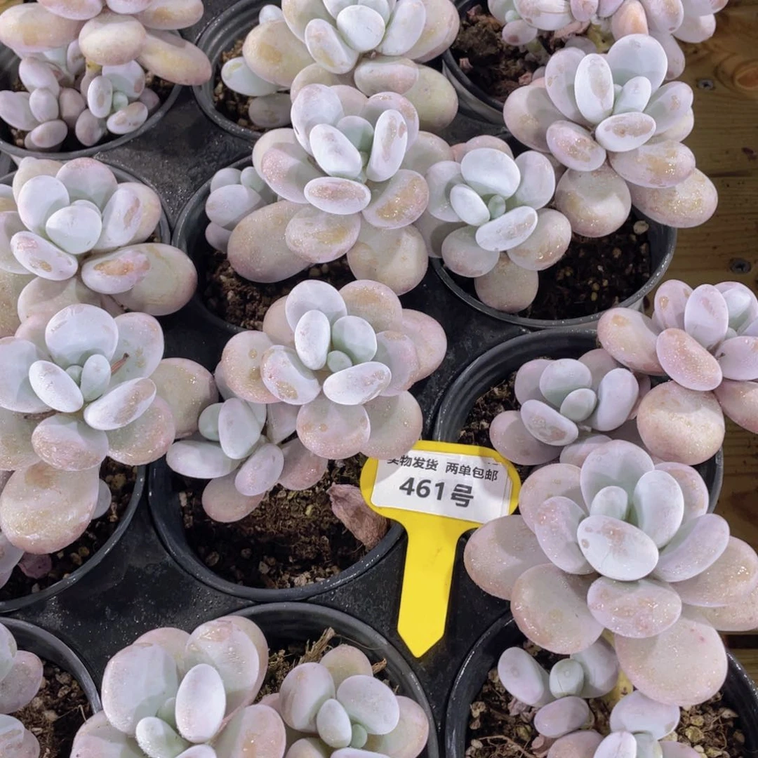 461号 开播福利老桩韩货原始奶酪双头起一个