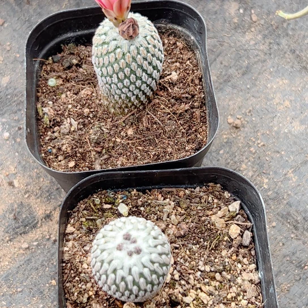 用****1实生 精巧殿仙人球