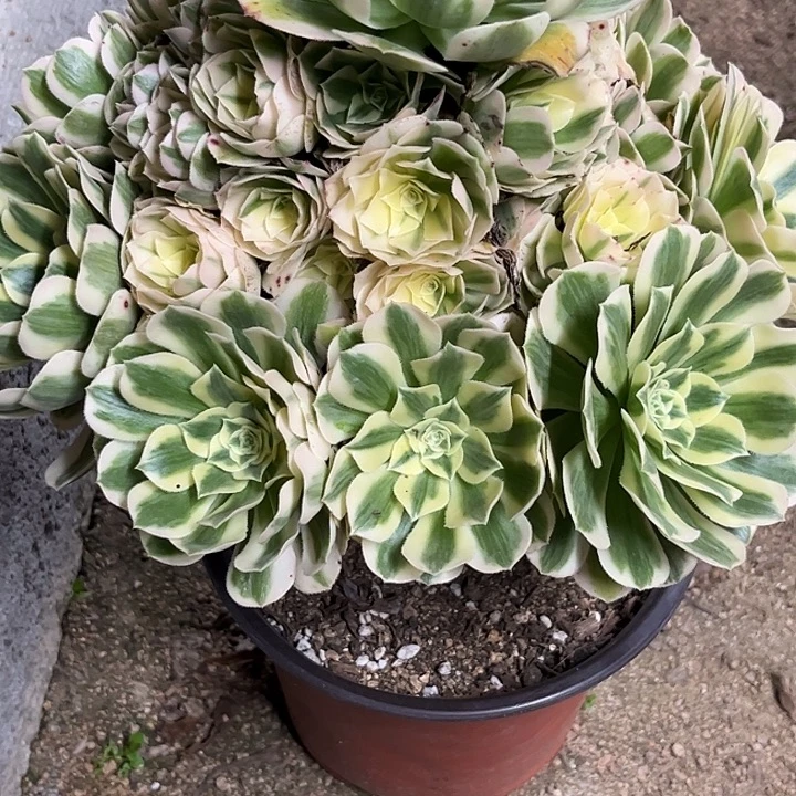 多肉植物迈巴赫锦…………