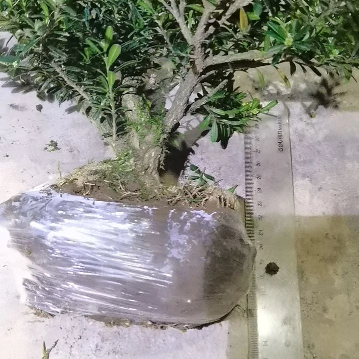 阿***康无花朵贵州米叶黄杨