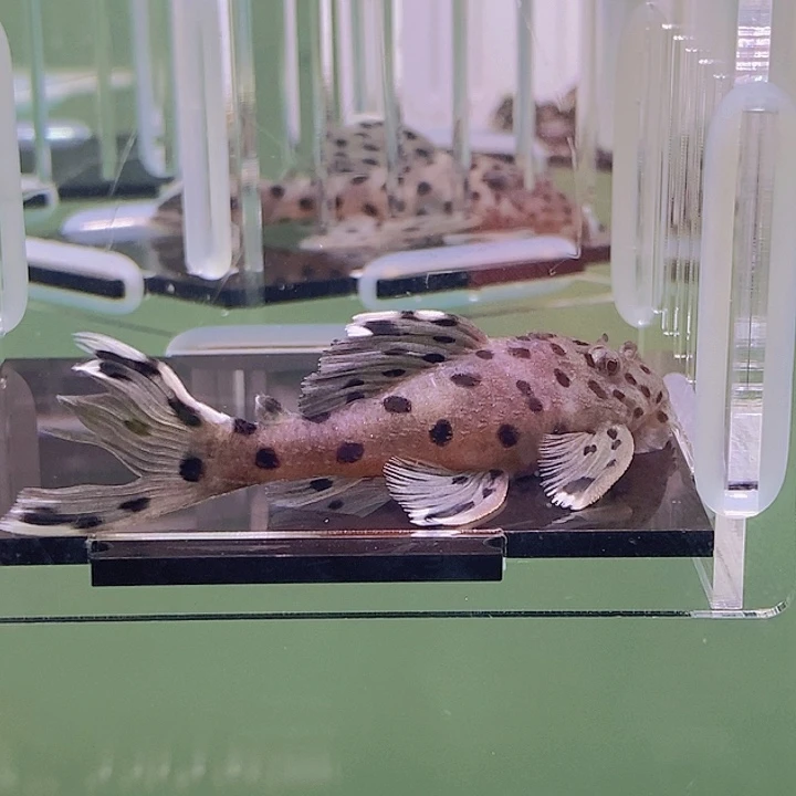 清道夫鱼老鼠斑异型11号