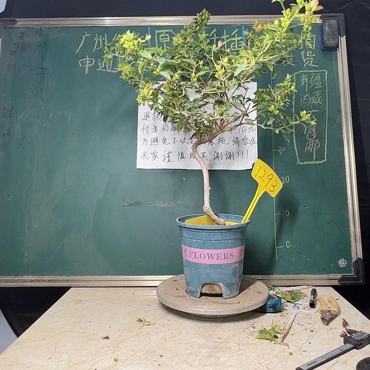 完全开放70CM卡亚塔 原生树头 1293