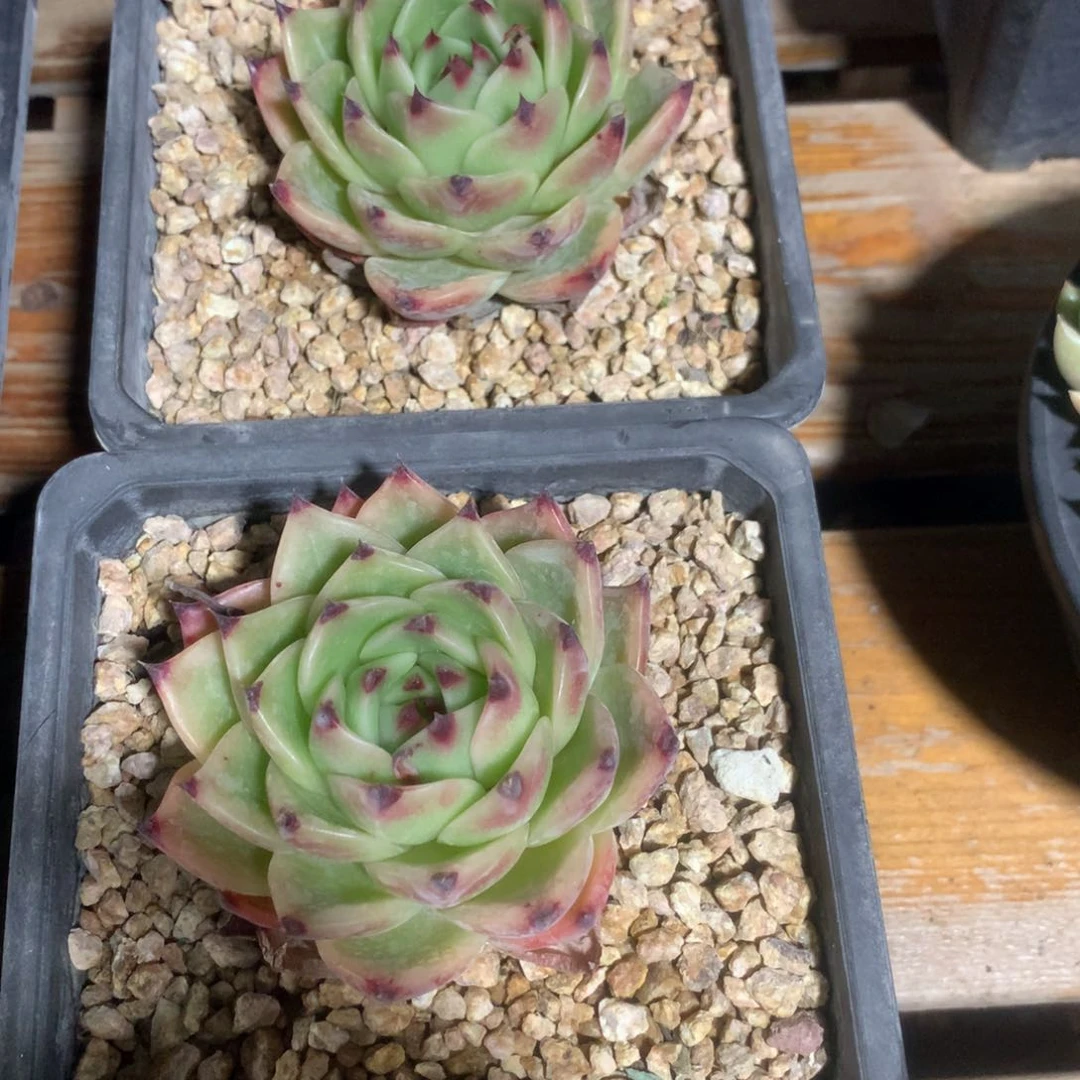 b****?350601-02蓝龙2，发