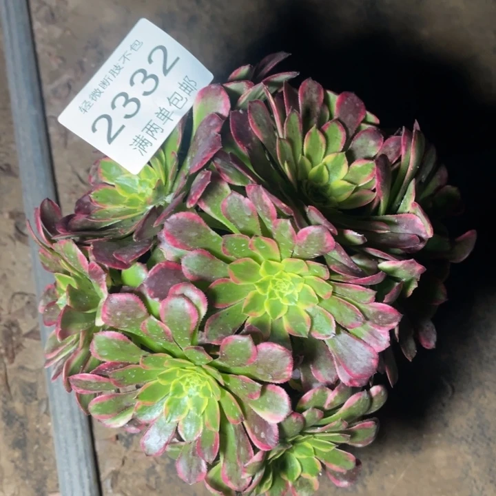 2332朝霞的的的多肉