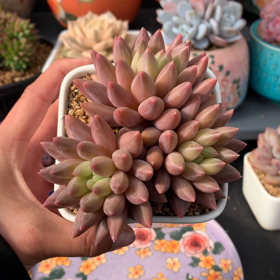 我们家的小姐姐们