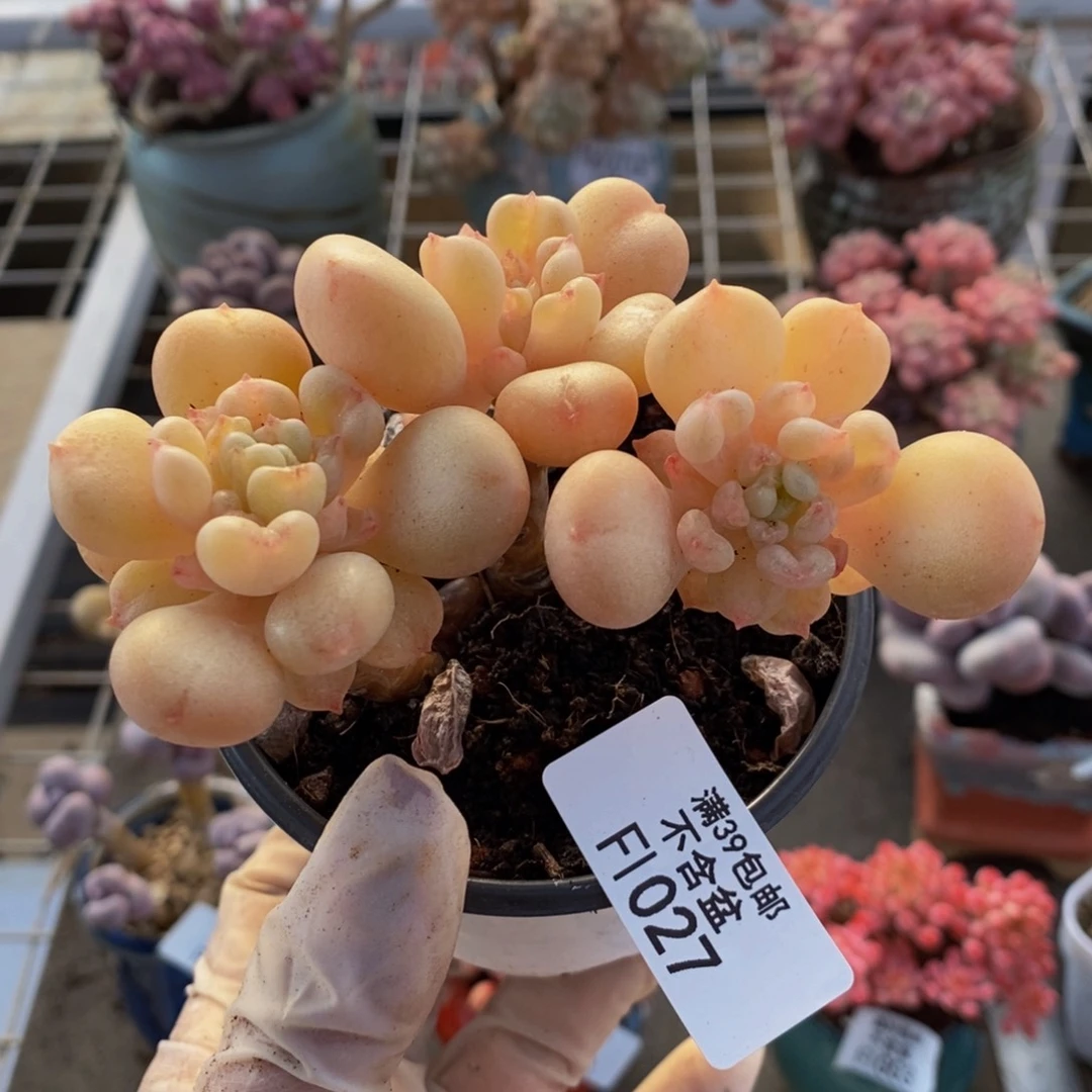 比尔盖茨027/9c m