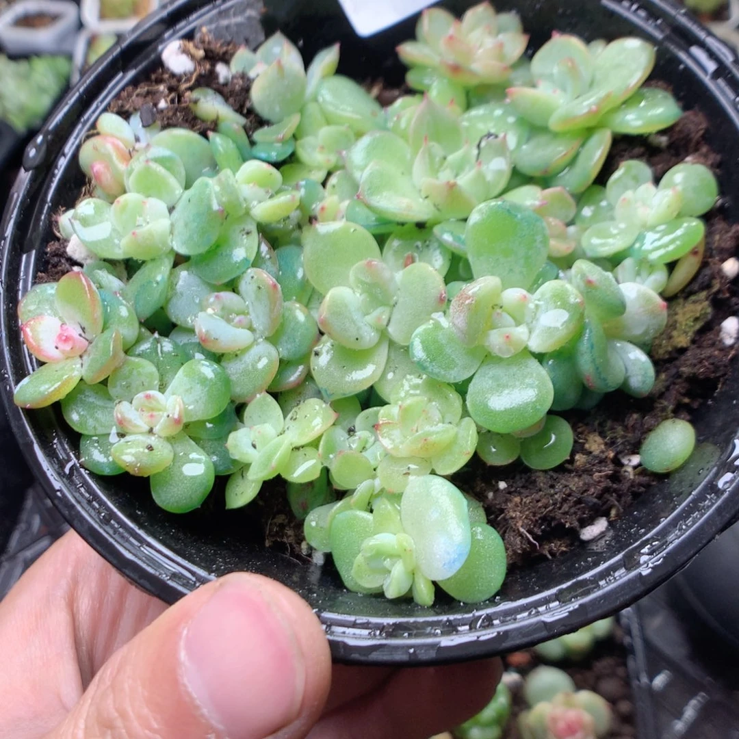 无花朵Q45混珍妮yyyyy