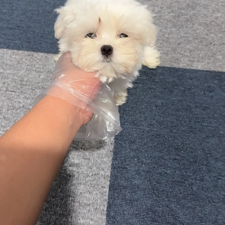 马尔济斯 活波可爱 贵族犬种