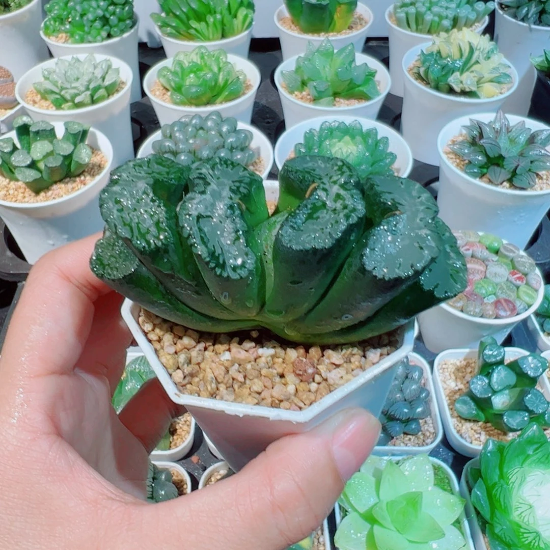 富狱玉扇多肉多肉