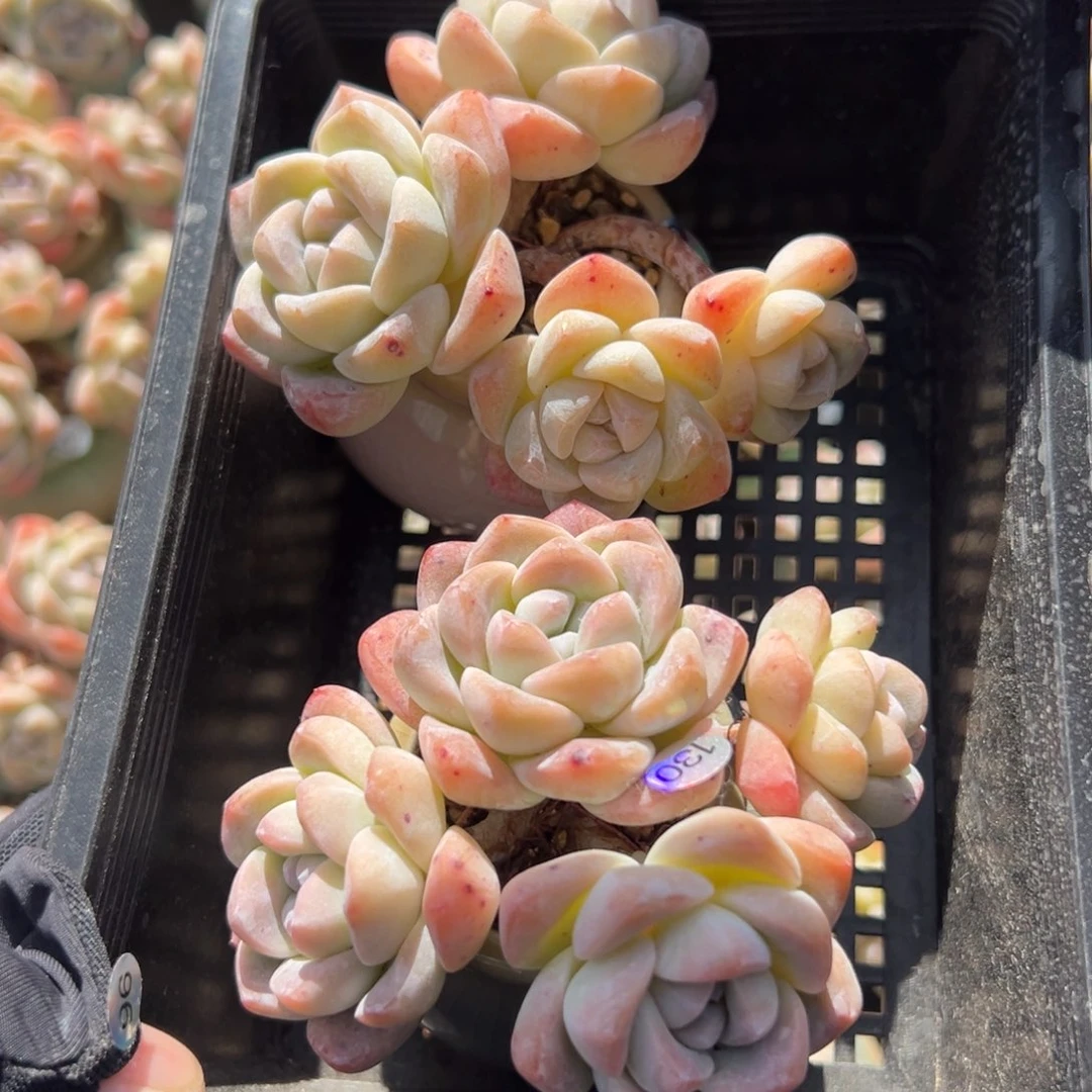 星***糖俩个四头冰玉带盆000000000