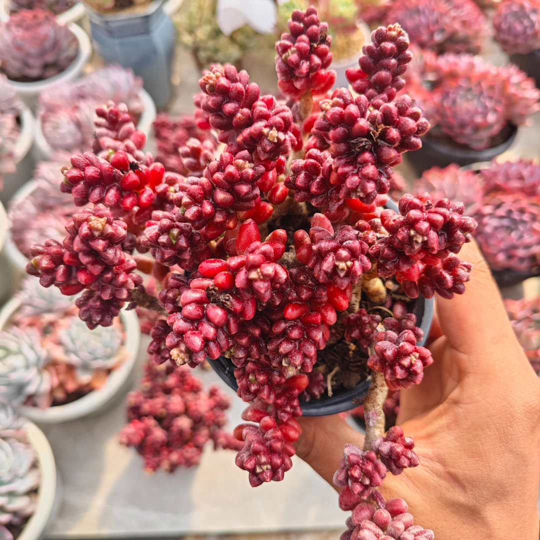 珊瑚珠 拾忆多肉  散装多肉植物
