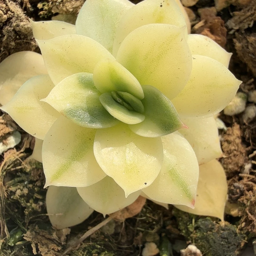 东云锦，多肉植物