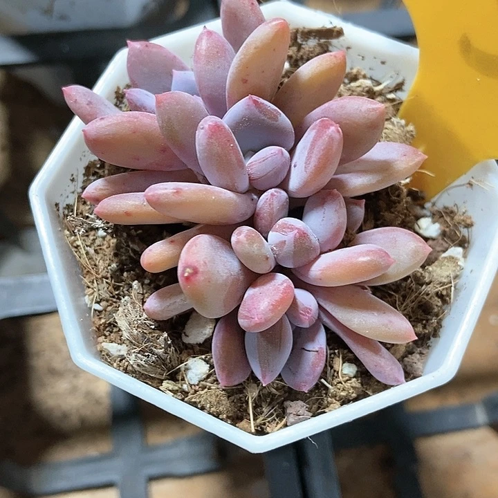 多肉植物灰姑娘539