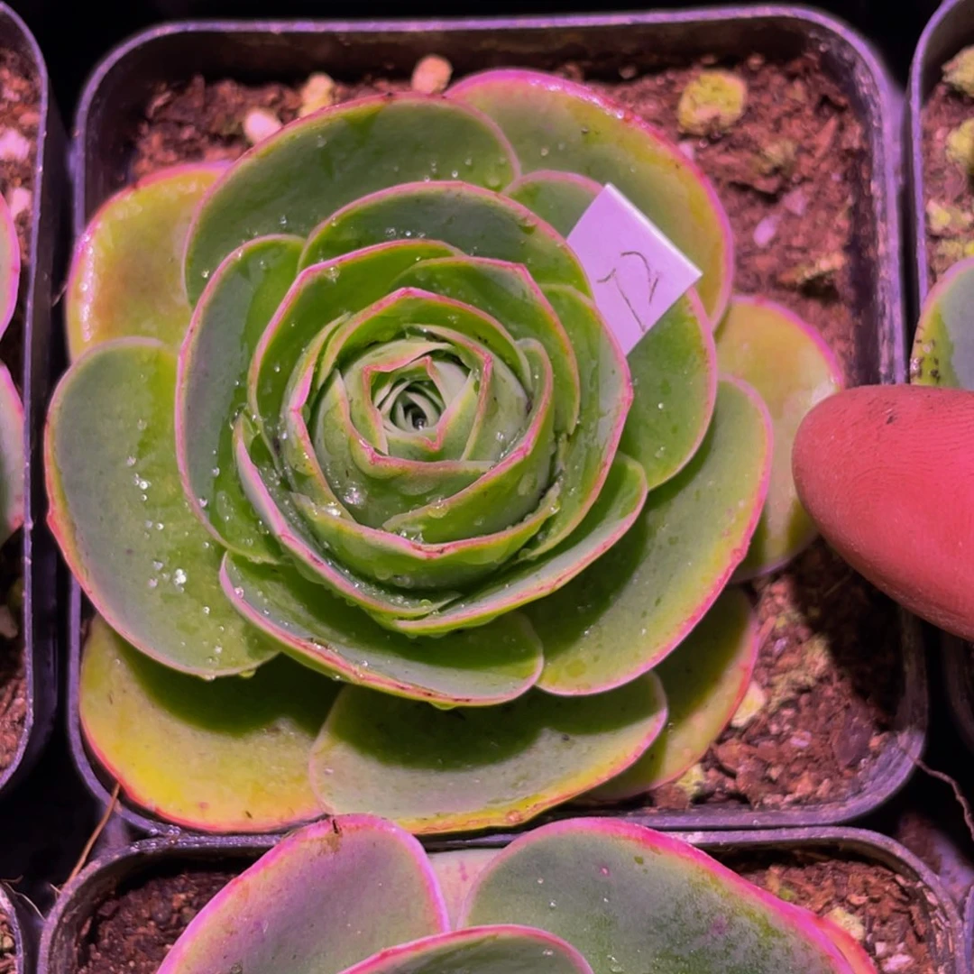 -*s9.山地玫瑰体验72号带盆