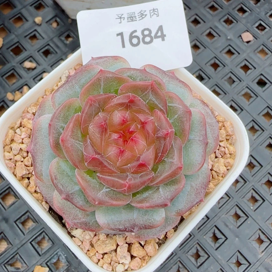 星空幻影，1684多肉植物