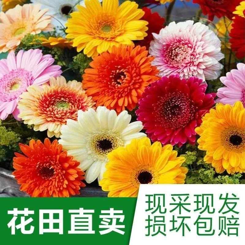 [基地精品一手非洲菊弗朗花]客厅 室内 办公家居