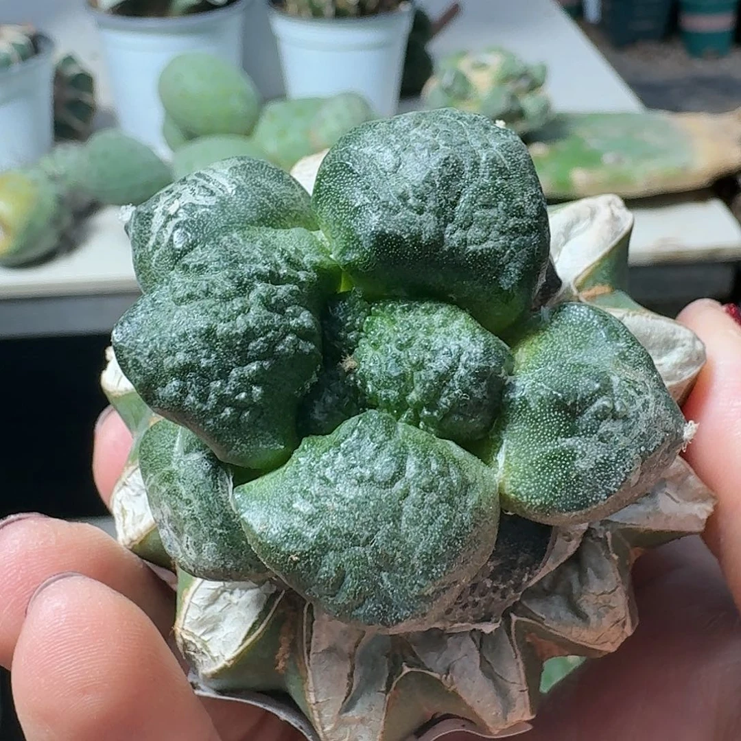 【闪购商品】无花朵蛋尤连山455