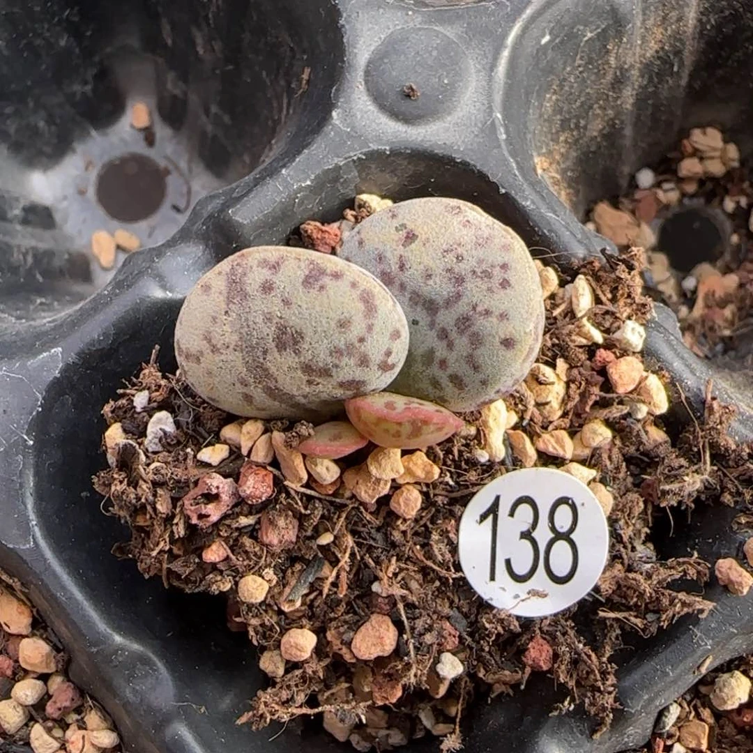 花蛋水泡多肉植物