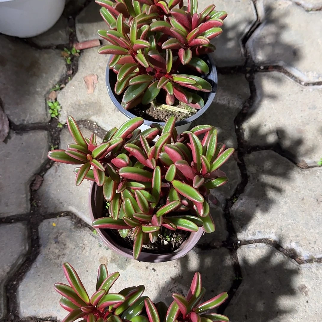 红背胶草多肉植物